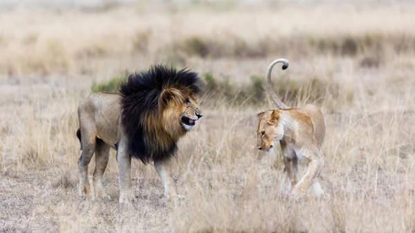 Leoa Leão Adultos Reserva Nacional Masai Mara Quênia — Fotografia de Stock