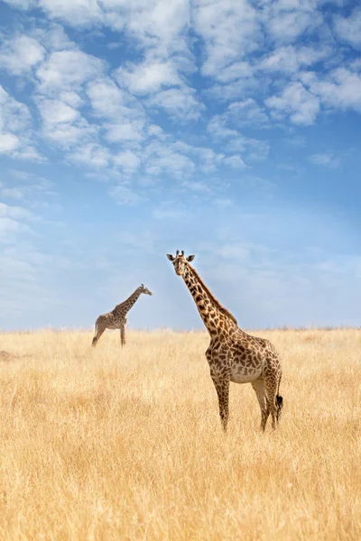Dwa Żyrafy Długim Suchym Trawa Owsa Masai Mara Blue Sky — Zdjęcie stockowe