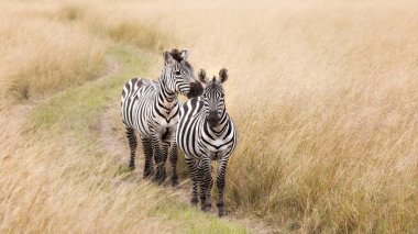 pair of grevys zebras walking track through grasslands of Masai Mara, Kenya clipart