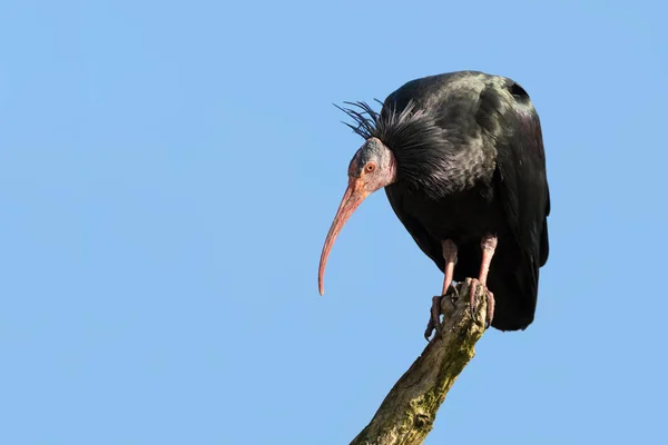 Ibis Calvo Settentrionale Appollaiato Ramo Contro Cielo Azzurro — Foto Stock