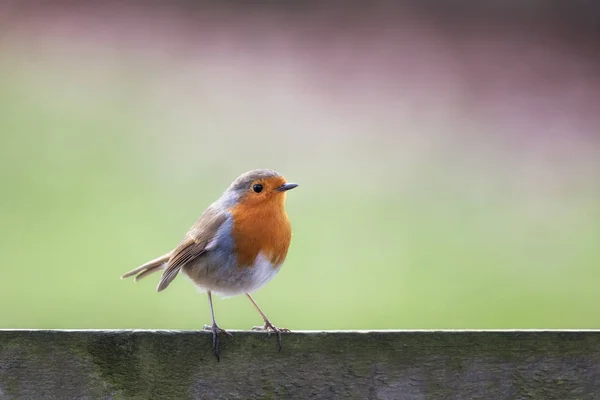 Bonito Robin Pássaro Poleiro Cerca Madeira — Fotografia de Stock