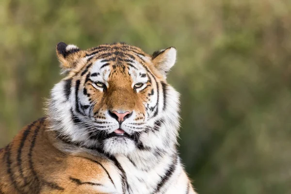 Adult Sibirisk Tiger Eftermiddag Solljus — Stockfoto