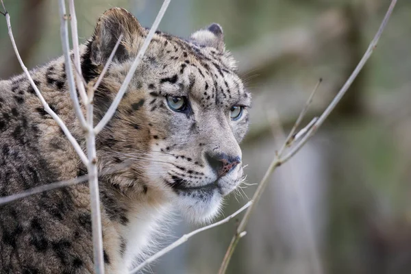 Allerta Vigile Leopardo Delle Nevi Adulte Alla Luce Del Sole — Foto Stock