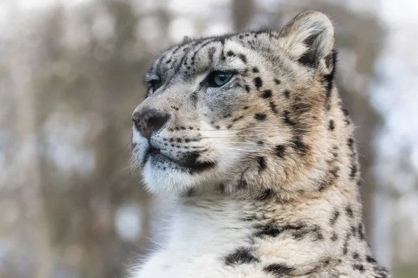 Leopardo Nieve Adulto Alerta Vigilante Luz Del Sol — Foto de Stock