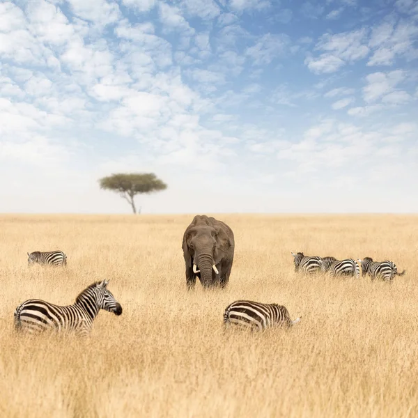 Elefante Adulto Com Zebras Acácia Solitária Grama Aveia Vermelha Masai — Fotografia de Stock