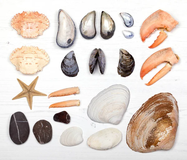 Overhead View Collection Shells Lobster Claws Pebbles Mussels Clams Starfish — Stock Photo, Image