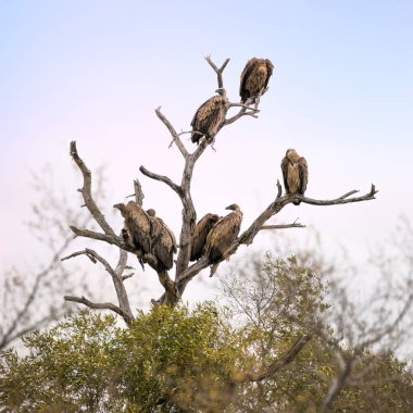 White-backed vultures in the branches of a dead tree. Kruger National Park, South Africa, Square format.  clipart
