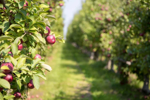 Yaz Yeşil Ağaçların Üzerinde Elma Meyve Bir Parçası Üzerinde Seçici — Stok fotoğraf