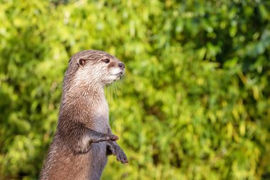 small-clawed otter standing on his hind legs in Southeast Asia. clipart