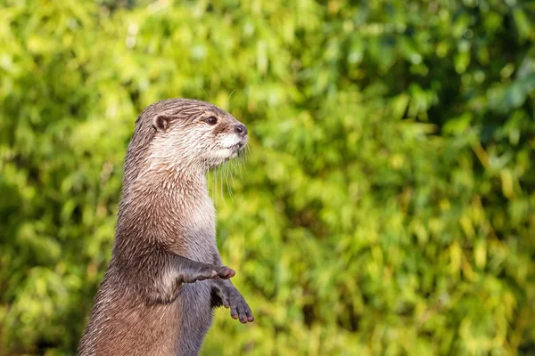 Малий Пазуристі Otter Стоячи Задні Лапи Південно Східній Азії — стокове фото