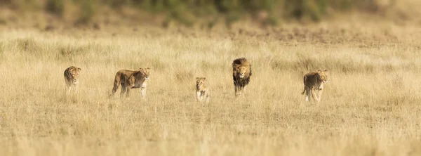 Pride Lions Walking Grasslands Masai Mara Alpha Male Three Lionesses — Stock Photo, Image
