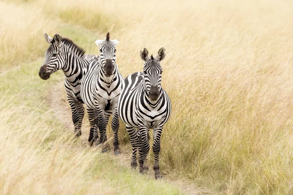 Masai Mara Zebra trio — Stok fotoğraf