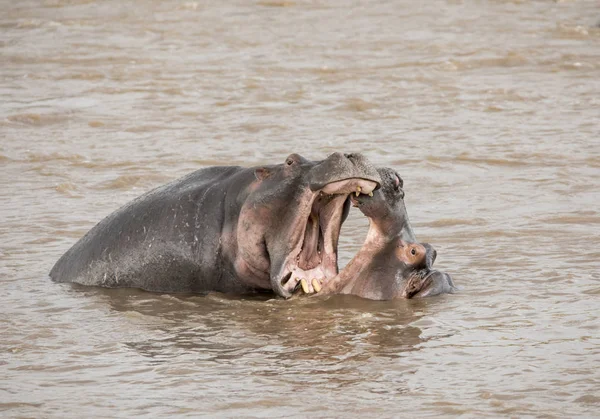 Paire Jeunes Hippopotames Adultes Combattant Dans Rivière Mara Masai Mara — Photo
