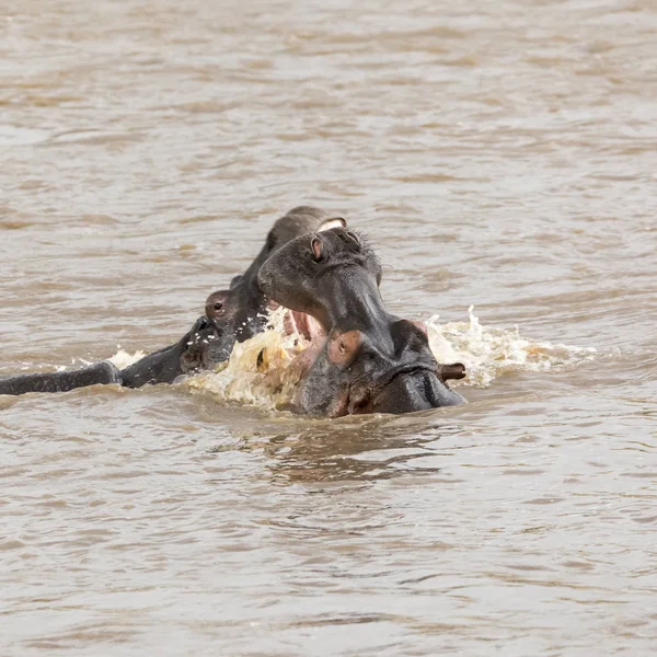 Par Jovens Adultos Hipopótamos Lutando Rio Mara Masai Mara Quênia — Fotografia de Stock