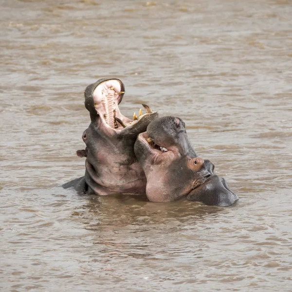 Pareja Jóvenes Hipopótamos Adultos Luchando Río Mara Masai Mara Kenia —  Fotos de Stock