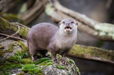 Oriental small-clawed otter standing on riverbank.  clipart