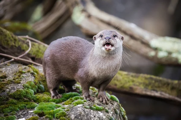 Nehir Üzerinde Oryantal Otter Küçük Pençe Duran — Stok fotoğraf
