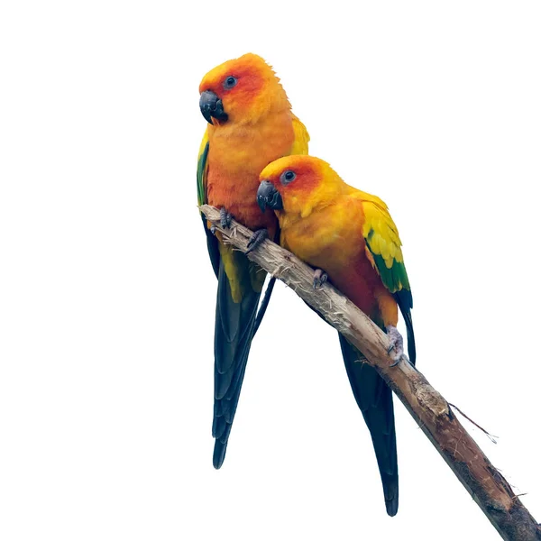Two Sun Conure Parrakeets Isolated White Background — Stock Photo, Image