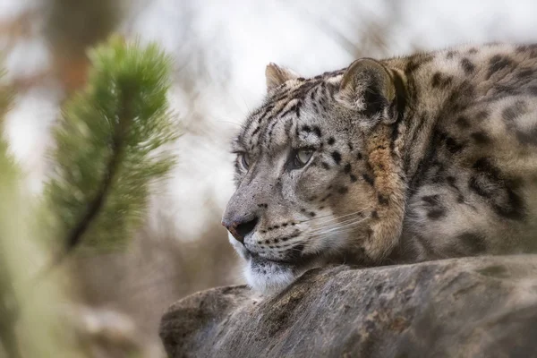 Yetişkin kar leoparı — Stok fotoğraf