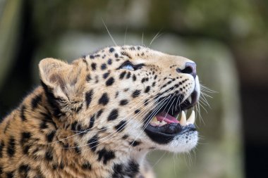 adult Amur Leopard clipart