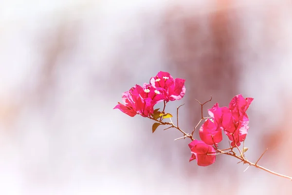 Rózsaszín Bougainvillea Virágok Napfényben Szűrt Éves Megkopott Szándékos Fény Szivárog — Stock Fotó