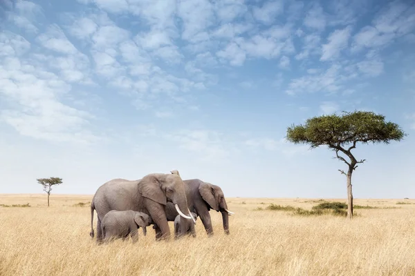 Elephant gruppen i Masai Mara — Stockfoto