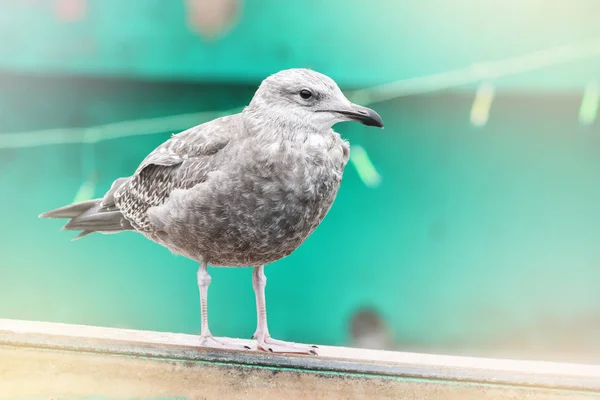 Vue Latérale Une Mouette Juvénile Perchée Sur Bord Bateau — Photo