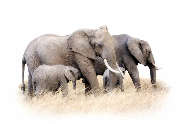 Grupo de elefantes africanos aislados — Foto de Stock