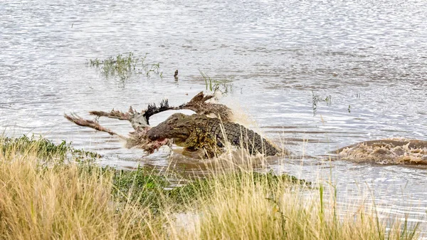 Großes Nilkrokodil Krokodylus Niloticus Wälzt Einen Kadaver Mara Fluss — Stockfoto