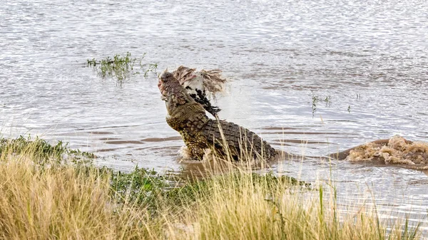Duży Krokodyl Nilowy Crocodylus Niloticus Rolkach Osnowy Wokół Rzeki Mara — Zdjęcie stockowe