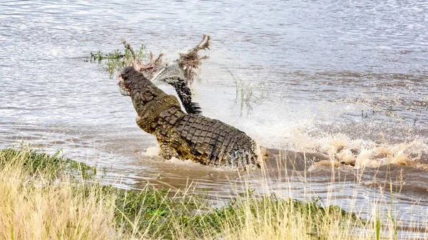 Duży Krokodyl Nilowy Crocodylus Niloticus Rolkach Osnowy Wokół Rzeki Mara — Zdjęcie stockowe