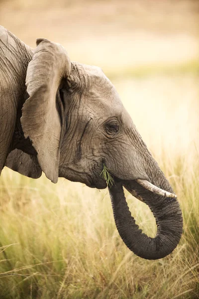 在肯尼亚马赛马拉的草原上 年轻的成年大象享受一些青草的绿芽 — 图库照片