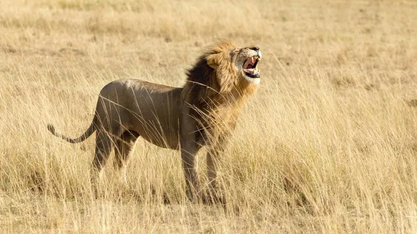 Vízszintes Banner Egy Mennyezetgerendákat Hím Oroszlán Masai Mara Kenya Oldalnézet — Stock Fotó