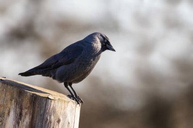 Side view of an adult jackdaw perched on a cut tree stump, against blurred foliage background.  clipart