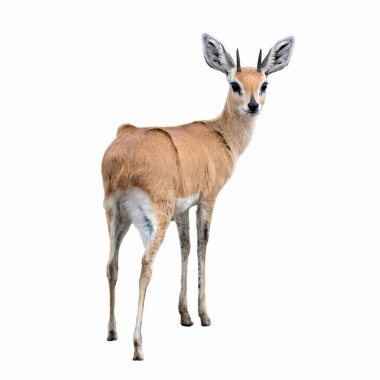 Adult steenbok isolated on white background. clipart