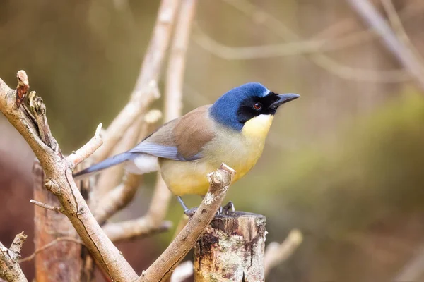 Tordo Risonho Coroado Azul Garrulax Courtoisi Empoleirado Toco Árvore — Fotografia de Stock