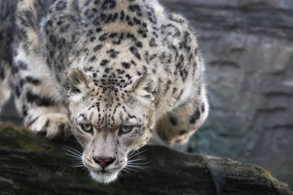 Leopardo Adulto Neve Que Salta Furtivamente Borda Rochosa — Fotografia de Stock
