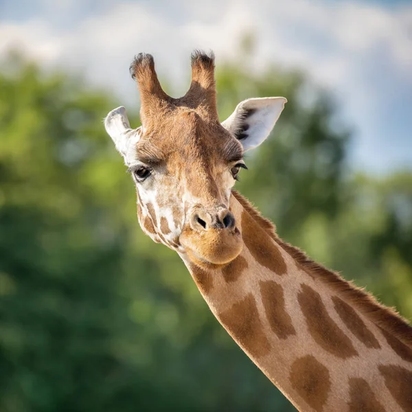 Widok Przodu Żyrafa Zielonych Liści Tle Niebieskiego Nieba — Zdjęcie stockowe