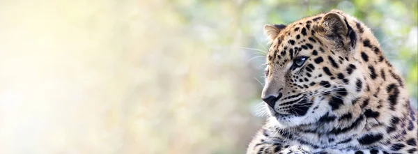 Jonge Volwassen Amoerpanter Onscherpe Natuurlijke Achtergrond — Stockfoto