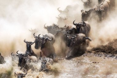 Wildebeests crossing the Mara River during the annual great migration. clipart