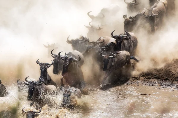 Gnoes Overschrijden Van Mara Rivier Tijdens Jaarlijkse Grote Migratie — Stockfoto