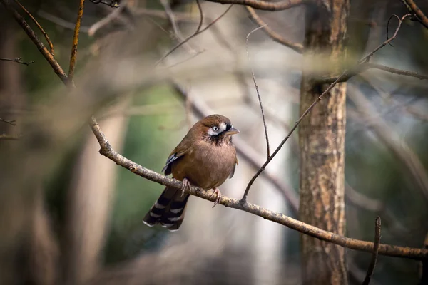 Вусатий Laughingthrush Garrulax Cineraceus Розташованій Прут Віньєтка Створені Оточуючих Гілочками — стокове фото