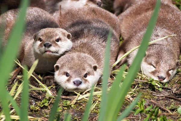 Bir Nehir Kıyısındaki Dinlenme Asain Kısa Pençe Samuru Ailesi Otter — Stok fotoğraf