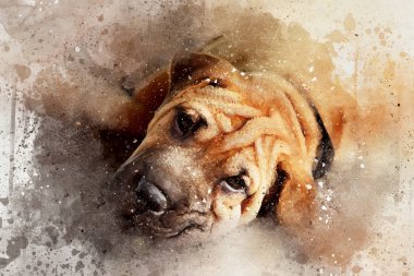 Mixed media portrait of a resting Shar pei dog. Digital watercolour portrait with paint splatters, scratches and blots.  clipart