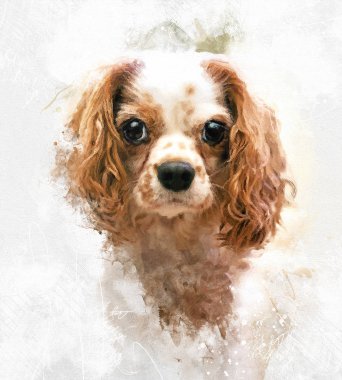 Mixed media portrait of Cavalie King Charles Spaniel. Adult dog in Blenheim tan and white colours.  clipart