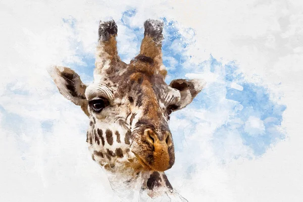 Kombinovaná Technika Closeup Hlavy Žirafa Modrá Obloha Pozadí Letní — Stock fotografie