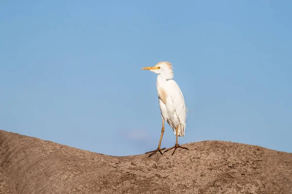 Adult Cattle Egret Bubulcus Ibis Hitches Ride Back Elephant Amboseli — Stock Photo, Image