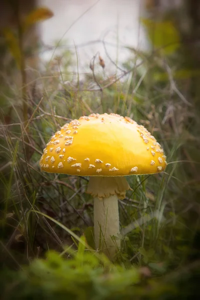 Gelbe Fliegenpilze Laub Des Herbstwaldes — Stockfoto