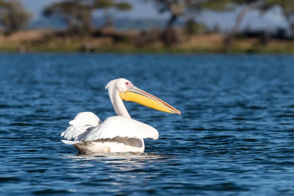 Grande Pelicano Branco Pelecanus Onocrotalus Nas Águas Azuis Calmas Lago — Fotografia de Stock