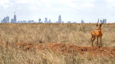 Male impala, aepyceros melampus, , stands on a mound in Nairobi National Park, Kenya. The city skyline can be seen in the background. Nairobi is the only capital in the world to have a National Park clipart